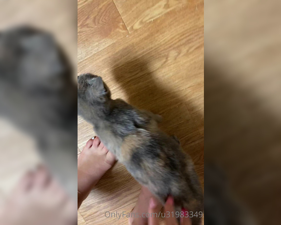 Mary Grace aka Goddessmarygrace OnlyFans - Sweet kitty plays w toes