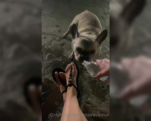 GingerAlesFeet aka Misstressroux OnlyFans - You wish you were this dog drinking water off my feet