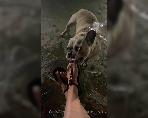 GingerAlesFeet aka Misstressroux OnlyFans - You wish you were this dog drinking water off my feet