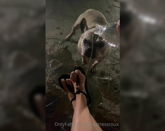 GingerAlesFeet aka Misstressroux OnlyFans - You wish you were this dog drinking water off my feet