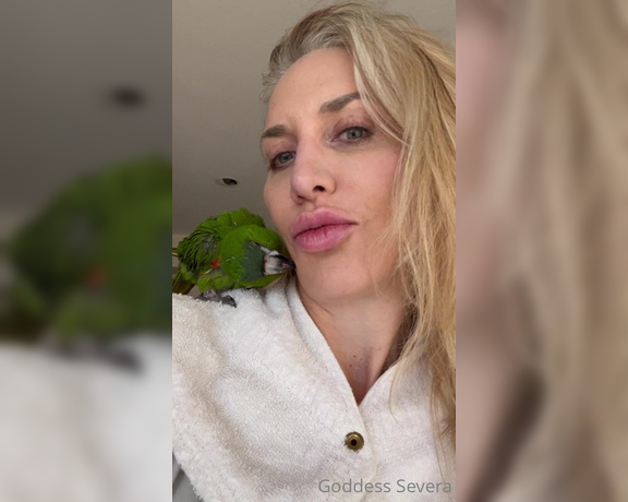 Goddess Severa aka Goddesssevera OnlyFans - My mini Hanhs McCaw parrot says hello