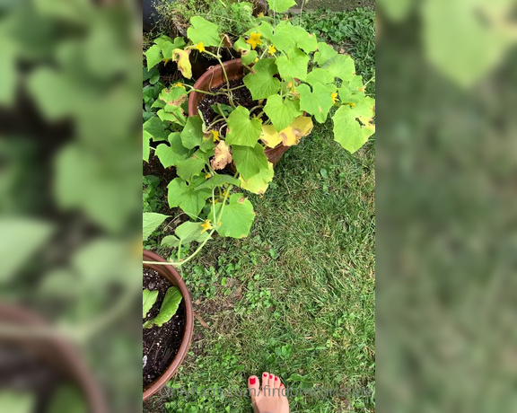 Goddess Christine aka Findomchristine OnlyFans - An updated tour of my gorgeous garden with my perfect red toes