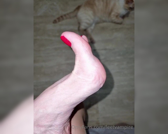 Feetvampire aka feetvampire OnlyFans Video 260