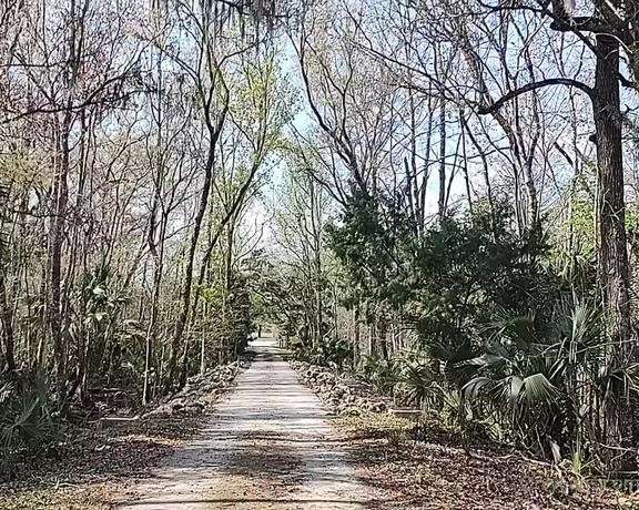 Mickee Springs aka mickeesprings OnlyFans - Florida PT 3  Silver Springs Forest  I love feeling the trees in FL Theyre so different 15