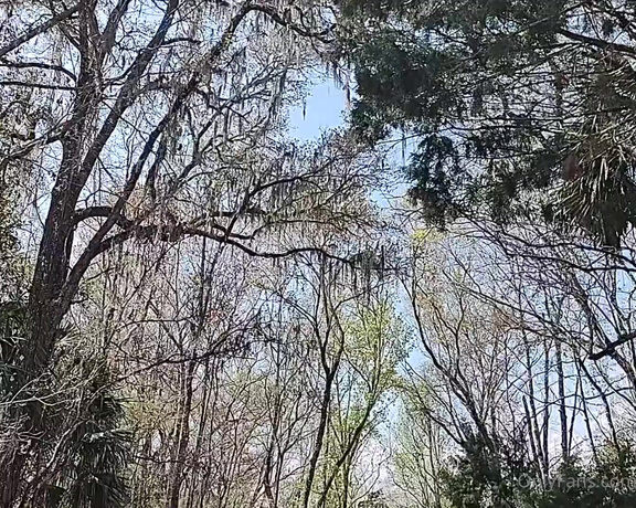 Mickee Springs aka mickeesprings OnlyFans - Florida PT 3  Silver Springs Forest  I love feeling the trees in FL Theyre so different 15