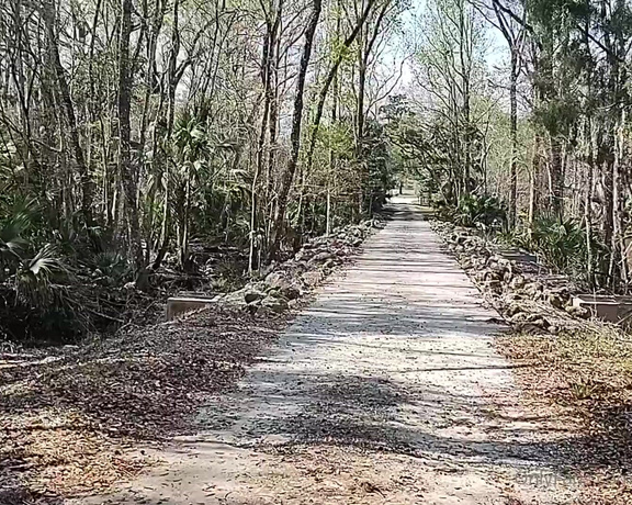 Mickee Springs aka mickeesprings OnlyFans - Florida PT 3  Silver Springs Forest  I love feeling the trees in FL Theyre so different 15