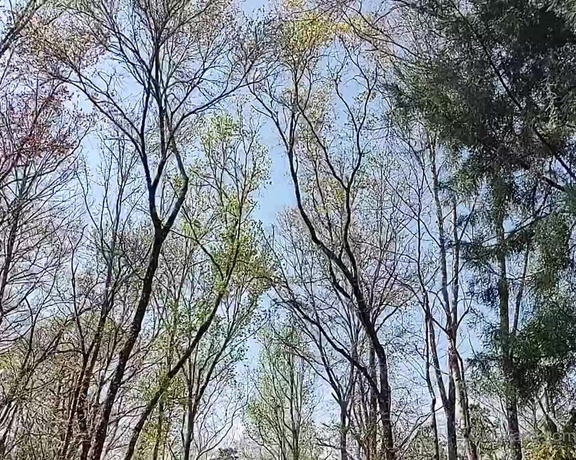 Mickee Springs aka mickeesprings OnlyFans - Florida PT 3  Silver Springs Forest  I love feeling the trees in FL Theyre so different 15