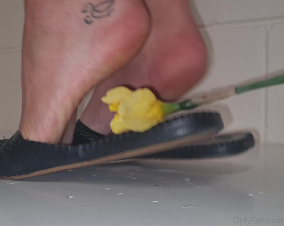 Kats Worn Heels aka katswornheels OnlyFans - 4 part clip of me crushing Daffodils inside and under the soles of my open back closed