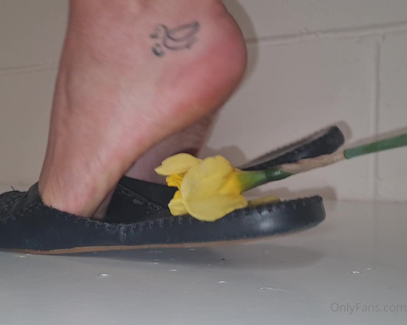 Kats Worn Heels aka katswornheels OnlyFans - 4 part clip of me crushing Daffodils inside and under the soles of my open back closed