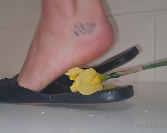 Kats Worn Heels aka katswornheels OnlyFans - 4 part clip of me crushing Daffodils inside and under the soles of my open back closed