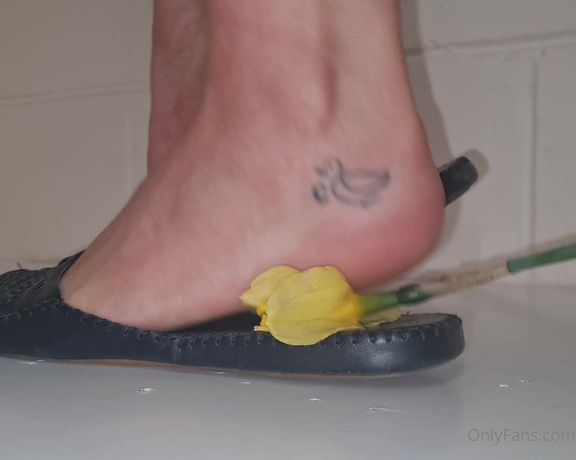 Kats Worn Heels aka katswornheels OnlyFans - 4 part clip of me crushing Daffodils inside and under the soles of my open back closed