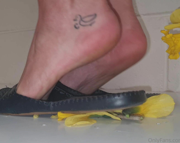 Kats Worn Heels aka katswornheels OnlyFans - 4 part clip of me crushing Daffodils inside and under the soles of my open back closed