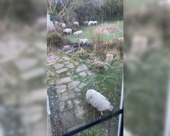 Lady Dark Angel aka Ladydarkangeluk Onlyfans - When you wake up to have a whole load of sheep in your garden!!