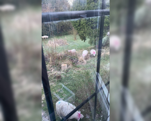 Lady Dark Angel aka Ladydarkangeluk Onlyfans - When you wake up to have a whole load of sheep in your garden!!