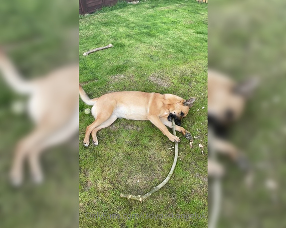 Lady Dark Angel aka Ladydarkangeluk Onlyfans - Good morning Puppy chilling in the garden Well she is 13 months old now but still my puppy dog