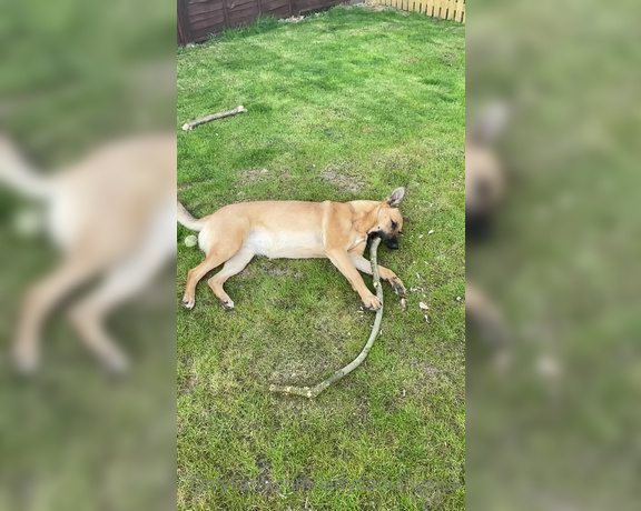 Lady Dark Angel aka Ladydarkangeluk Onlyfans - Good morning Puppy chilling in the garden Well she is 13 months old now but still my puppy dog