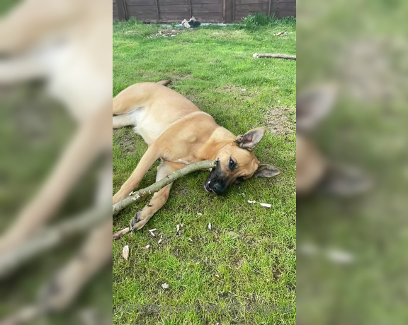 Lady Dark Angel aka Ladydarkangeluk Onlyfans - Good morning Puppy chilling in the garden Well she is 13 months old now but still my puppy dog