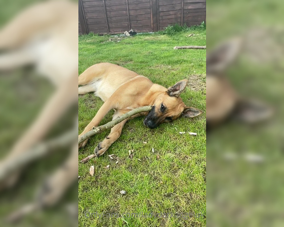 Lady Dark Angel aka Ladydarkangeluk Onlyfans - Good morning Puppy chilling in the garden Well she is 13 months old now but still my puppy dog