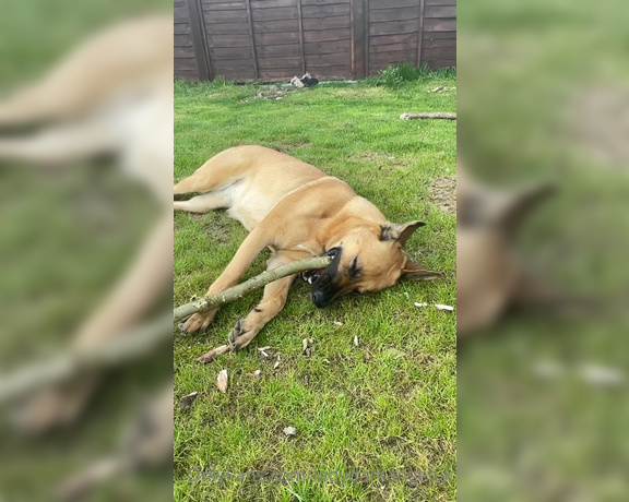 Lady Dark Angel aka Ladydarkangeluk Onlyfans - Good morning Puppy chilling in the garden Well she is 13 months old now but still my puppy dog