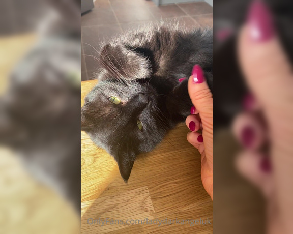 Lady Dark Angel aka Ladydarkangeluk Onlyfans - Good morning Came down to my cat on my kitchen side sunbathing in the sun coming through the window