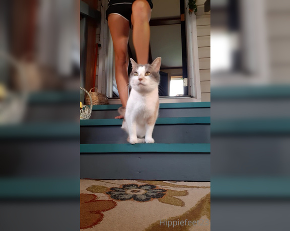 Hippiefeet23 aka hippiefeet23 OnlyFans - Morning stretches with my kitty