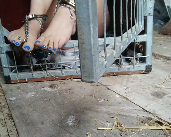 Frejas Submissive Feet aka frejassubmissivefeet OnlyFans - Going into the cage