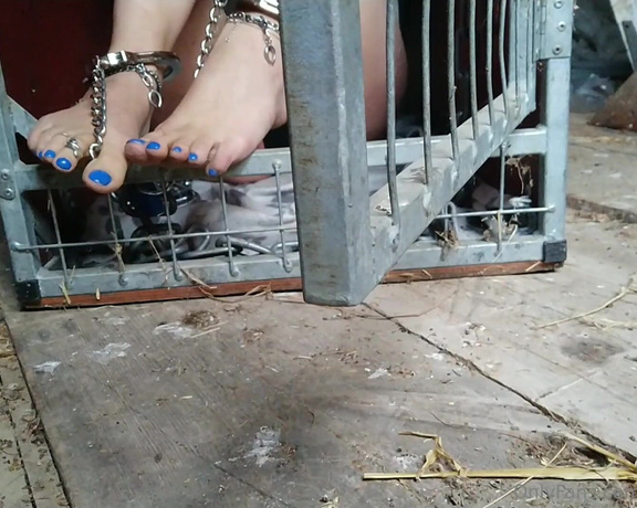 Frejas Submissive Feet aka frejassubmissivefeet OnlyFans - Going into the cage