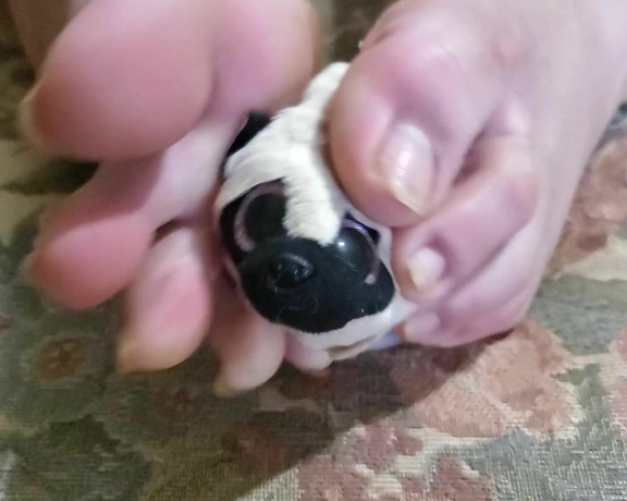 Tori Valentine aka missfeetstinkvip Foot Fetish - 07-25-2023 OnlyFans Video - This poor, pitiful Pug