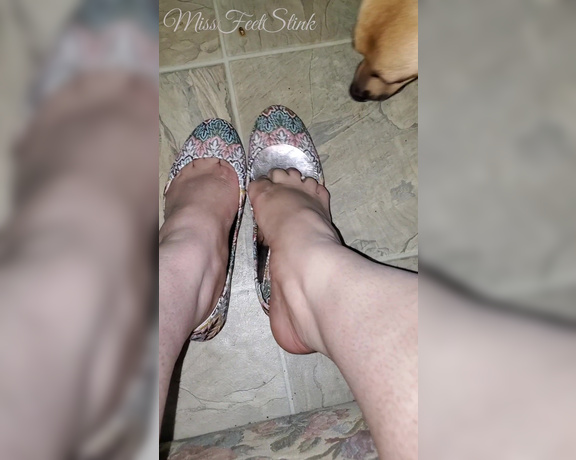 Tori Valentine aka missfeetstinkvip Foot Fetish - 08-02-2023 OnlyFans Video - Even my real dog agrees _ my feet stink