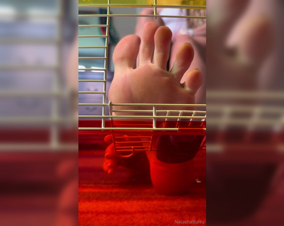 Goddess Tall Tasha aka goddesstalltasha - 08-01-2024 OnlyFans Video - Giantess Tasha comes home to her pet