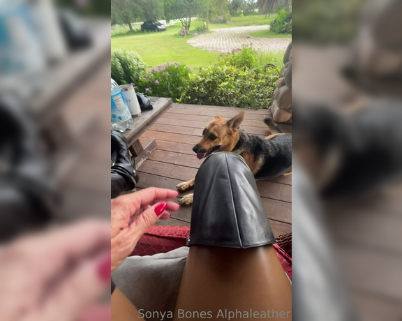 Alpha Leather aka alphaleather - 07-14-2023 OnlyFans Video - This dog knows when I say now, I mean it