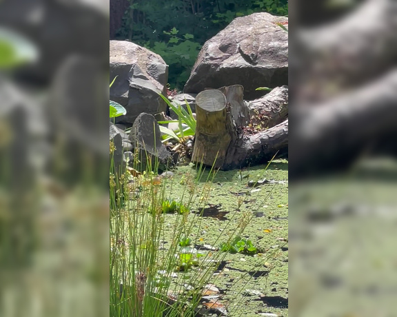 Stella Liberty aka stella_liberty - 07-07-2024 OnlyFans Video - Some birds are enjoying the pond this makes me so happy