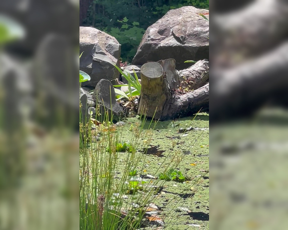 Stella Liberty aka stella_liberty - 07-07-2024 OnlyFans Video - Some birds are enjoying the pond this makes me so happy