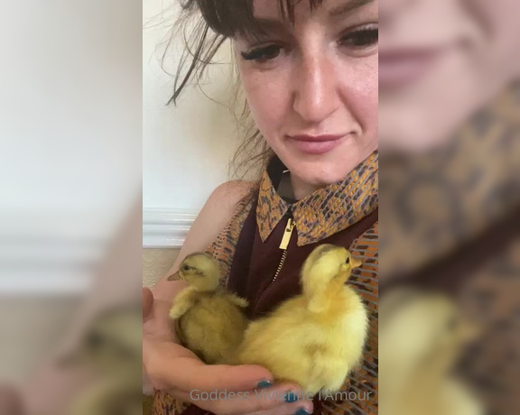 Vivienne L'Amour aka Vlproductionsuk OnlyFans - Duckling update 6