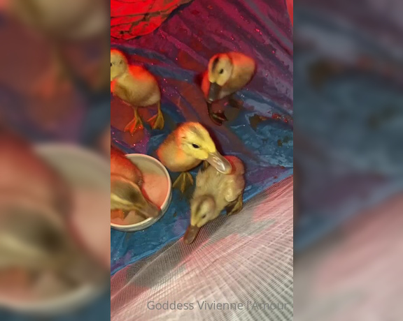 Vivienne L'Amour aka Vlproductionsuk OnlyFans - Duck baby updates They’re getting big! 2