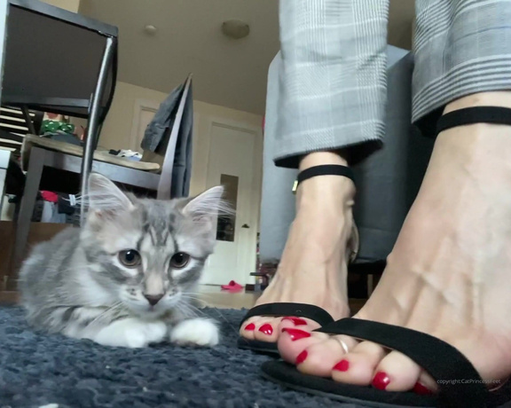 CatPrincess aka Catprincessfeet OnlyFans - Wanna see me at the office! Tip, if ud get dirty thoughts Heels set 1 18